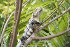 Amazing Iguana 이미지 (90090731) - 게티이미지뱅크 Amazing Iguana
