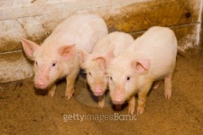 Small pig on a farm 이미지 (94986693) - 게티이미지뱅크 Small pig on a farm