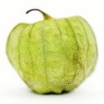 Tomatillo 이미지 (89154975) - 게티이미지뱅크 Tomatillo