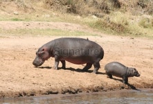 Hippo and calf 이미지 (172260811) - 게티이미지뱅크 Hippo and calf