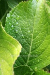 Early morning dew 이미지 (140465712) - 게티이미지뱅크 Early morning dew