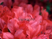 Azalea Hybrid 이미지 (89349391) - 게티이미지뱅크 Azalea Hybrid