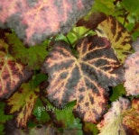 grape leaves detail 이미지 (91441103) - 게티이미지뱅크 grape leaves detail