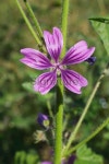 Purple joy common mallow wildflower Malva sylvestris 이미지 (172299402) - 게티이미지뱅크 Purple joy common mallow wildflower... 