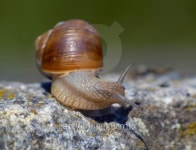 Snail 이미지 (91257726) - 게티이미지뱅크 Snail