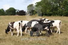 Black and white cows on grazing 이미지 (140380853) - 게티이미지뱅크 Black and white cows on grazing