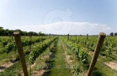 Lush Green Winery on Long Island 이미지 (144343477) - 게티이미지뱅크 Lush Green Winery on Long Island