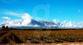 Vineyard on Pleisir de Merle wine farm in autumn 이미지 (99195487) - 게티이미지뱅크 Vineyard on Pleisir de Merle wine farm in... 