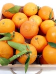Oranges 이미지 (99122770) - 게티이미지뱅크 Oranges