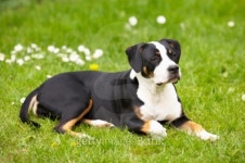 Young dog 이미지 (99211599) - 게티이미지뱅크 Young dog