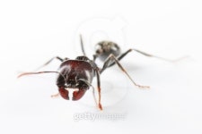 Soldier ant 04 이미지 (115976498) - 게티이미지뱅크 Soldier ant 04