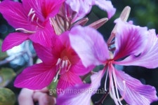 Cluster of bright pink Hong Kong orchid. 이미지 (124812029) - 게티이미지뱅크 Cluster of bright pink Hong Kong orchid.