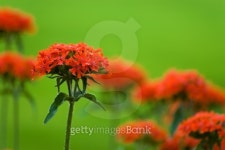 DSC_5968.jpg 이미지 (99069160) - 게티이미지뱅크 DSC_5968.jpg