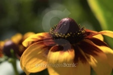 _DSC6219.jpg 이미지 (99070228) - 게티이미지뱅크 _DSC6219.jpg