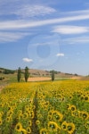 Sunflower field 이미지 (99267058) - 게티이미지뱅크 Sunflower field