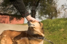 good dog 이미지 (140394600) - 게티이미지뱅크 good dog
