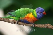 Rainbow Lorikeet 이미지 (144727132) - 게티이미지뱅크 Rainbow Lorikeet