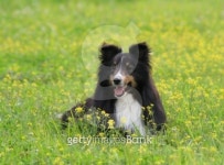 shetland sheepdog 이미지 (92694878) - 게티이미지뱅크 shetland sheepdog
