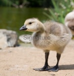 Juvenile Canada Goose 이미지 (91255072) - 게티이미지뱅크 Juvenile Canada Goose