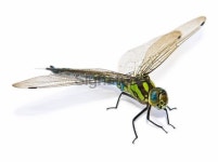 big green dragonfly (isolated) 이미지 (91416379) - 게티이미지뱅크 big green dragonfly (isolated)