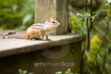 Chipmunk on Guard 이미지 (144365557) - 게티이미지뱅크 Chipmunk on Guard