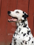 Good Dog 이미지 (144341736) - 게티이미지뱅크 Good Dog