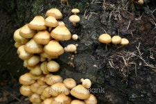 Fungi 이미지 (144227236) - 게티이미지뱅크 Fungi