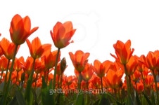orange_tulips_1.jpg 이미지 (99413962) - 게티이미지뱅크 orange_tulips_1.jpg