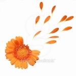 Orange gerbera with a few petals torn out. 이미지 (144327552) - 게티이미지뱅크 Orange gerbera with a few petals torn out.
