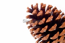 Big Pine Cone 이미지 (91229345) - 게티이미지뱅크 Big Pine Cone