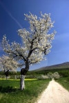 Spring blossom tree & dirt road 이미지 (99227644) - 게티이미지뱅크 Spring blossom tree & dirt road