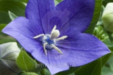 블루캠이엔티(Blue Cam Ent) | Blue campanula 이미지 (89158923) - 게티이미지뱅크 Blue campanula