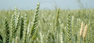 Field-with-grain 이미지 (91287493) - 게티이미지뱅크 Field-with-grain