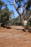 Dry Creek, Living Outback, New South Wales 이미지 (140468943) - 게티이미지뱅크 Dry Creek, Living Outback, New South Wales