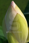 Close up of Lotus bud 이미지 (144279161) - 게티이미지뱅크 Close up of Lotus bud
