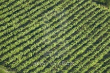 vineyard 이미지 (89484867) - 게티이미지뱅크 vineyard