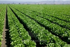 Lettuce 이미지 (136579760) - 게티이미지뱅크 Lettuce