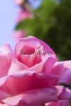 Real natural rose 이미지 (89142191) - 게티이미지뱅크 Real natural rose