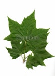 Platanus leaf 이미지 (172332424) - 게티이미지뱅크 Platanus leaf