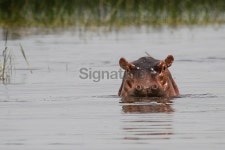 Hippos in Ethiopia 이미지 (172191860) - 게티이미지뱅크 Hippos in Ethiopia