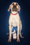 Fila Brasileiro Standing over Chihuahua 이미지 (77740704) - 게티이미지뱅크 Fila Brasileiro Standing over Chihuahua