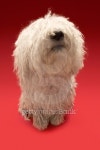 Cute Komondor Dog 이미지 (77748287) - 게티이미지뱅크 Cute Komondor Dog