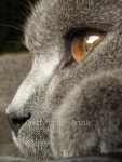 British cat 이미지 (99073605) - 게티이미지뱅크 British cat