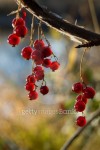 Red berries 이미지 (145089557) - 게티이미지뱅크 Red berries