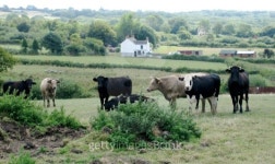 Farm Cows 이미지 (144234802) - 게티이미지뱅크 Farm Cows