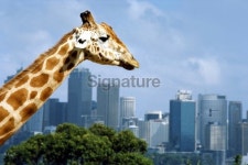 Giraffe 이미지 (172222605) - 게티이미지뱅크 Giraffe