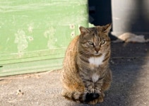 King of the Garbage Bins 이미지 (91202349) - 게티이미지뱅크 King of the Garbage Bins