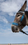 Donkey at the seaside low side on 이미지 (172306055) - 게티이미지뱅크 Donkey at the seaside low side on