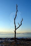 Dead Tree 이미지 (99107767) - 게티이미지뱅크 Dead Tree