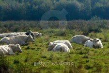 Cows sleeping in the sun 이미지 (144333390) - 게티이미지뱅크 Cows sleeping in the sun